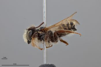 Media type: image;   Entomology 15729 Aspect: habitus lateral view